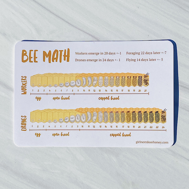 Bee Math Mini Guide | Magnolia Bee & Supply
